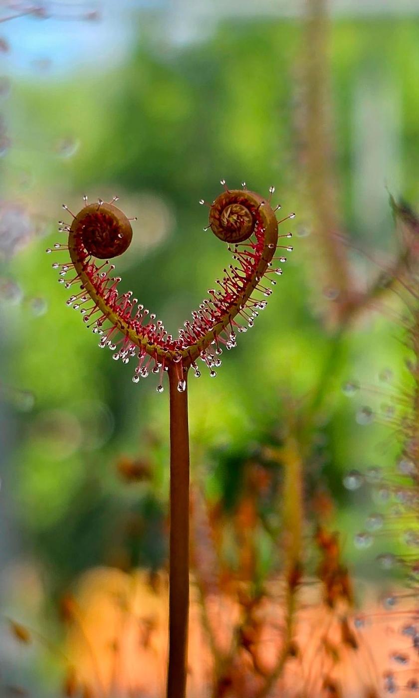 Natuurlijk detail uit Natural Magic